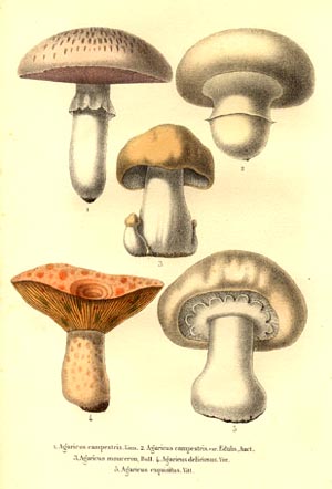 Ilustracin de Agaricus