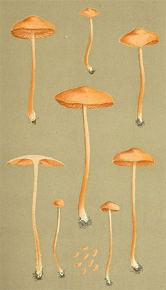 Agrocybe pediades