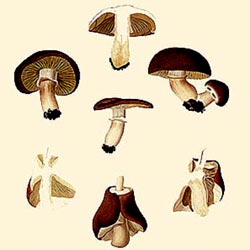 Agrocybe erebia