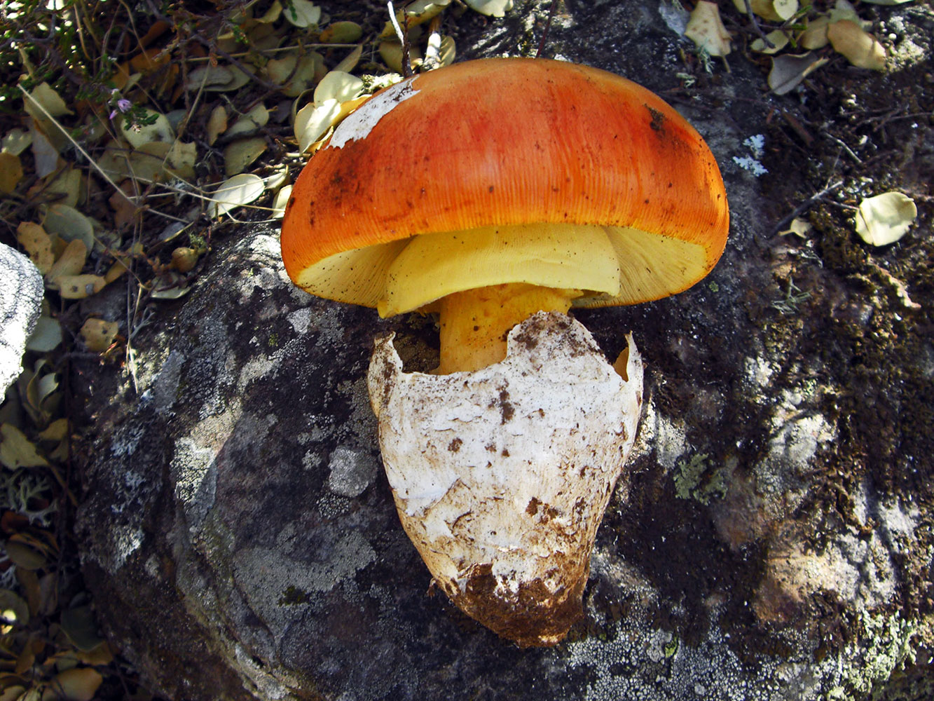 Amanita caesarea