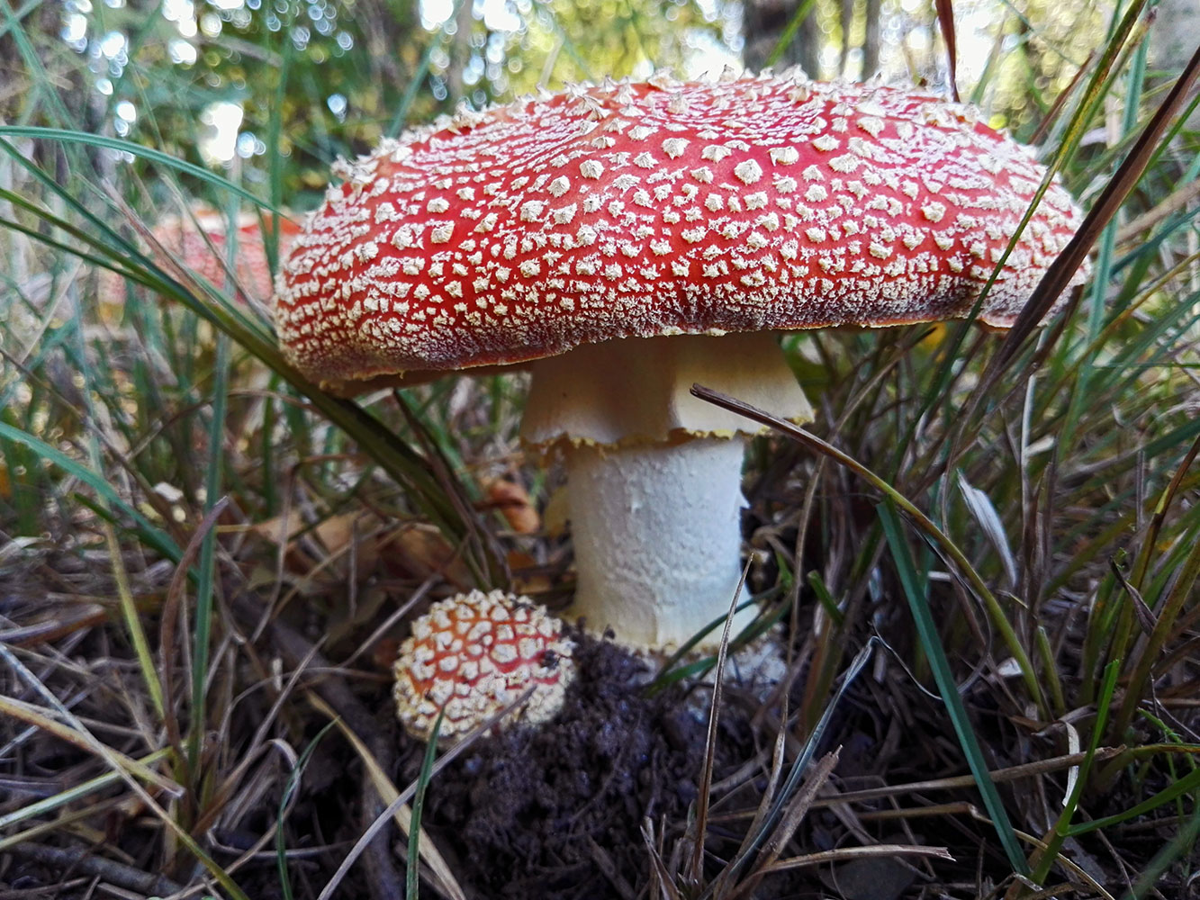 Amanita muscaria