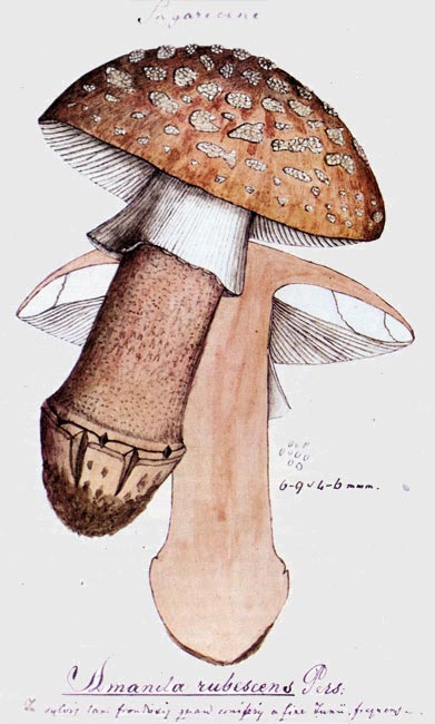 Amanita rubescens