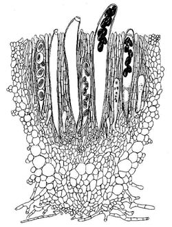 Ascobolus