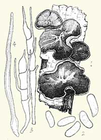 Auricularia auricula