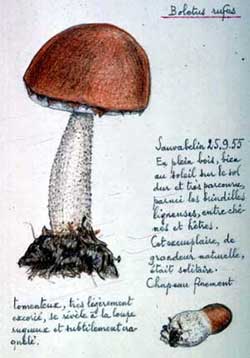 Boletus rufus