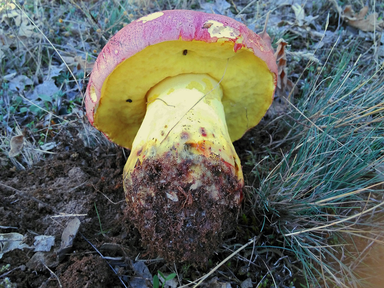 Butyriboletus regius