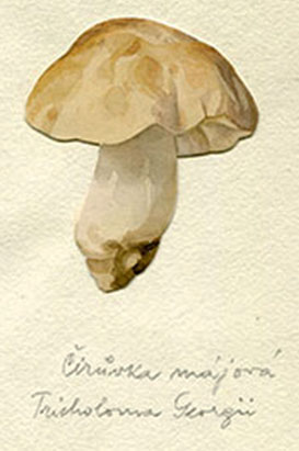 Tricholoma  georgii