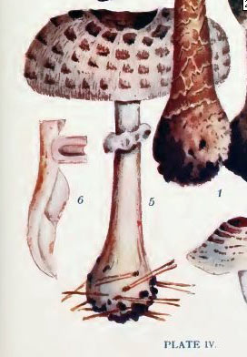Chlorophyllum rhacodes