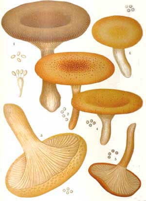 Clitocyce cacabus, C.lentiginosa, C.giiba, C.inversa, C.flaccida y C.vernicosa