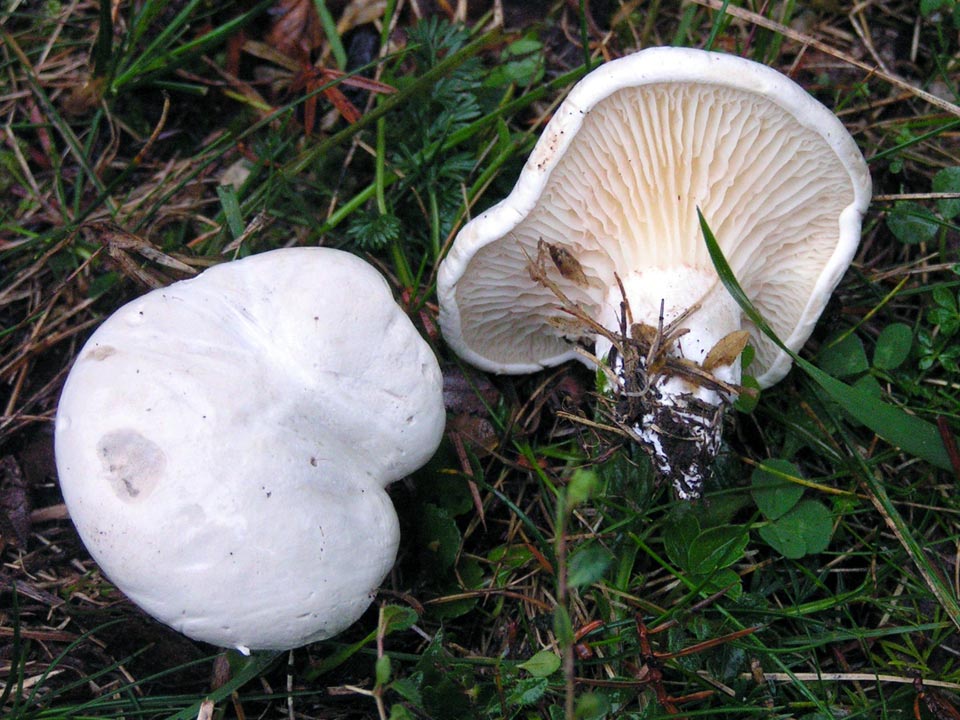 Clitopilus prunulus