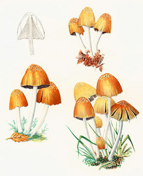 Coprinellus micaceus