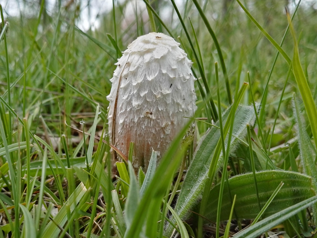 Coprinus comatus