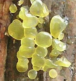 Dacrymyces stillatus 