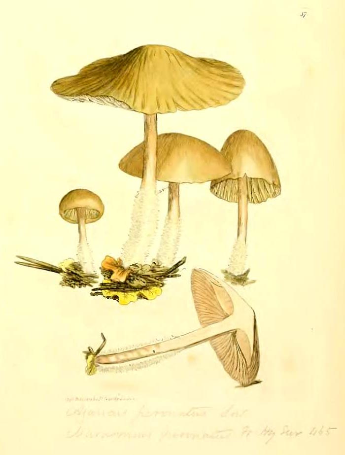 Ilustracin de Gymnopus peronatus