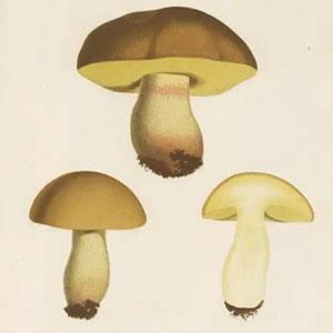 Boletus Impolitus