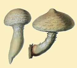 Pholiota destruens