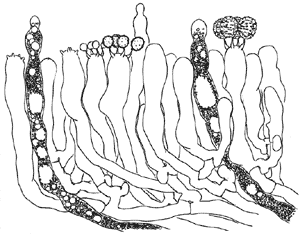 Hericium coralloides