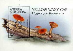 Hygrocybe flavescens