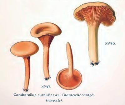 Hygrophoropsis