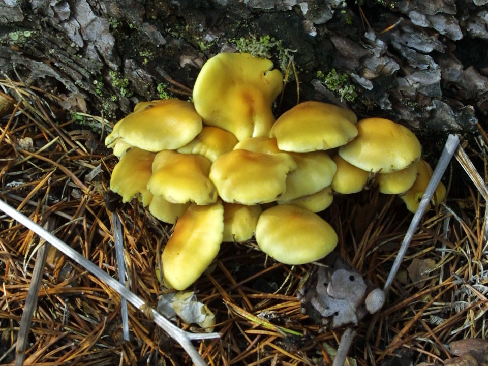 Hypholoma fasciculare