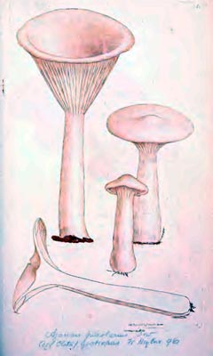 Agaricus pileolarius