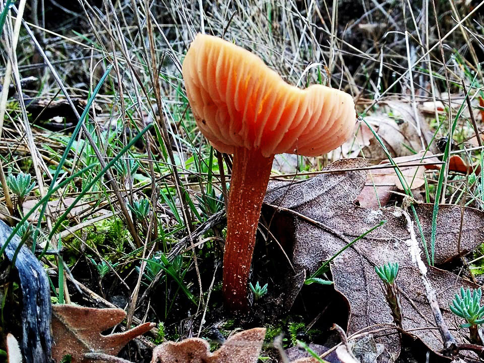 Laccaria laccata