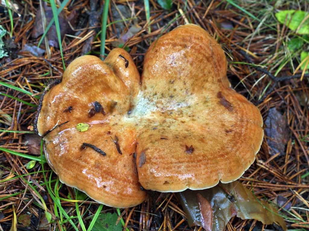 Lactarius deliciosus