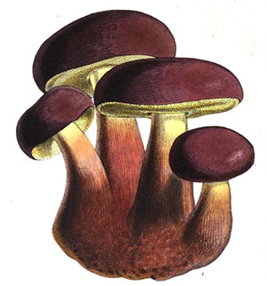 Boletus fragrans