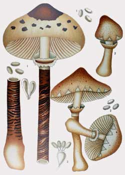 Macrolepiota procera y Macrolepiota excoriata