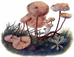 Marasmius scorodinus