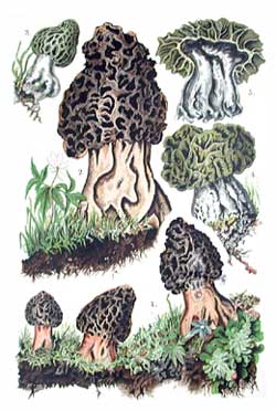 Morchella esculenta