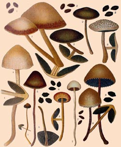 P.subbalteatus, P.fimicola, P.papilionaceus, P.phalaenarum, P.accuminatus, P.retirugis, P.leucophanes y P.campanulatus