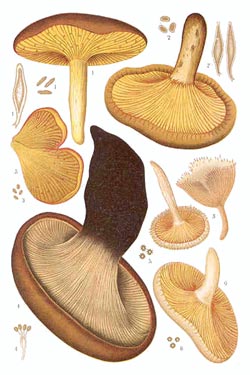 Paxillus