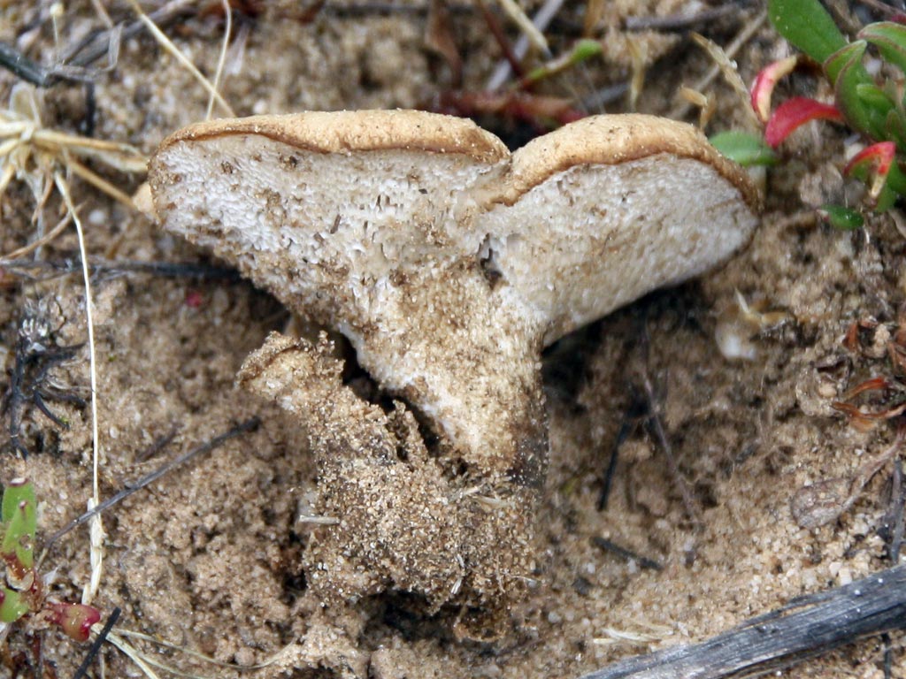 Polyporus rhizophilus