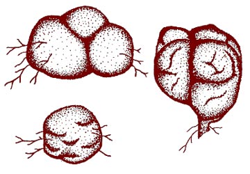 Rhizopogon