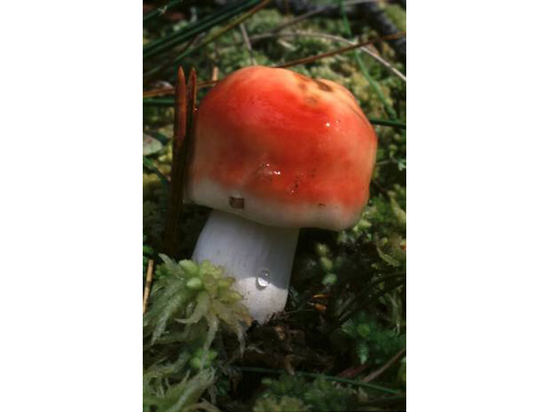 Russula delica