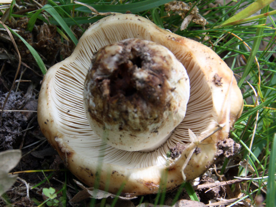 Russula foetens