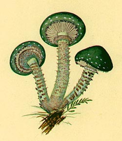 Stropharia aeruginosa