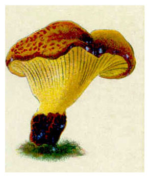 Tapinella atromentosa