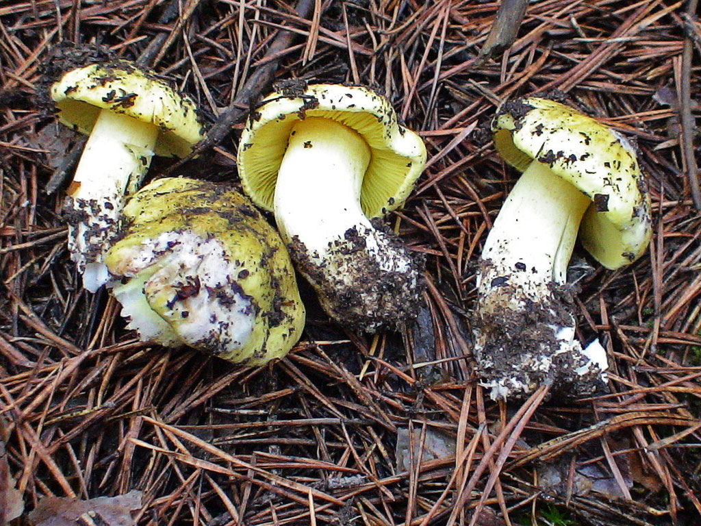 Setas tóxicas. Tricholoma equestre o seta de los caballeros