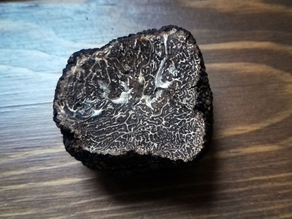 Tuber melanosporum