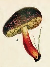 Xerocomus ichnusanus